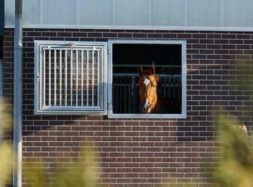 66 Stalraam | Thermisch verzinkte stalramen | stalraam paard, Dieren en Toebehoren, Stalling en Weidegang, Stalling, Accessoires