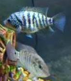 Nandopsis Nosferatu Beani cichliden, Vis, Zoetwatervis