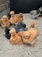 Usa zijdehoender hennen in verschillende kleuren, Plusieurs animaux