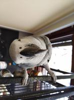 grijze roodstaart papegaai, Dieren en Toebehoren, Mannelijk, Papegaai, Pratend