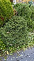 Plante de pin/sapin, Jardin & Terrasse, Plantes | Arbustes & Haies, Enlèvement