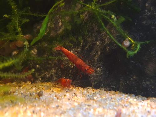 Vuurgarnalen, Dieren en Toebehoren, Vissen | Aquariumvissen