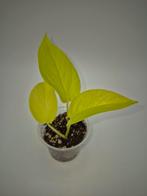Philodendron Neon stekje, Huis en Inrichting, Kamerplanten, Ophalen of Verzenden