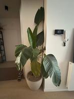 Strelizia, Huis en Inrichting, Kamerplanten, Ophalen