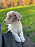 Prachtige border collie pups op zoek naar een gouden mandje, Dieren en Toebehoren, België, CDV (hondenziekte), 8 tot 15 weken