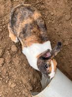 Vrouwtjes konijn, Dieren en Toebehoren