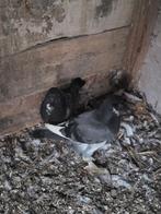 Zware duivenjongen, Dieren en Toebehoren, Vogels | Duiven, Geslacht onbekend, Overige soorten