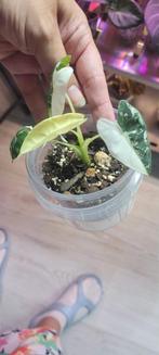 alocasia frydek variegated, Huis en Inrichting, Kamerplanten, Ophalen