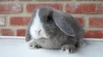 Raszuivere Nederlandse hangoor dwergkonijntjes gevaccineerd!, Animaux & Accessoires, Plusieurs animaux, Nain, Oreilles tombantes