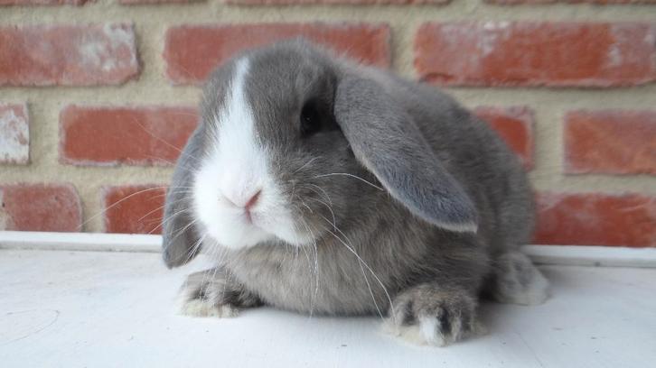 Raszuivere Nederlandse hangoor dwergkonijntjes gevaccineerd!, Animaux & Accessoires, Lapins, Nain, Plusieurs animaux, 0 à 2 ans