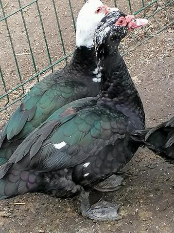 Koppel barberie/ muskus eenden beschikbaar voor biedingen