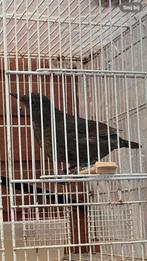 2 Merels poppen van 2025 ., Vrouwelijk, Wildzangvogel, Geringd