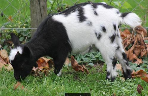 dwerggeitjes - geiten - lammetjes -geitjes, Dieren en Toebehoren, Schapen, Geiten en Varkens, Geit, Meerdere dieren, 0 tot 2 jaar