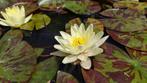 Waterlelie geel ...Marliacea, Tuin en Terras, Ophalen, Nieuw, Overige typen