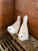 Takla duiven, Dieren en Toebehoren