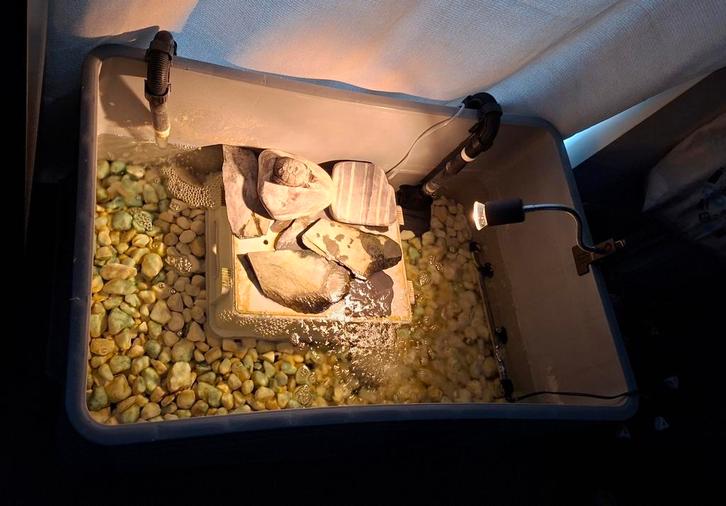 Zie beschrijving, Dieren en Toebehoren, Reptielen en Amfibieën, Schildpad