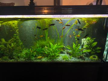 Volledig aquarium met visbestand beschikbaar voor biedingen