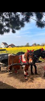 Shetlander merrie, Dieren en Toebehoren