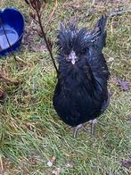 3 lieve haantjes zoeken een thuis, Dieren en Toebehoren, Pluimvee, Mannelijk, Kip