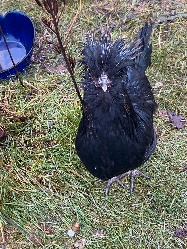 3 lieve haantjes zoeken een thuis, Animaux & Accessoires, Volatiles, Poule ou poulet, Mâle