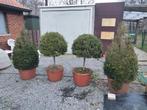 Grote buxussen in vorstbestendige potten, Tuin en Terras, Ophalen