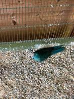 Kweekkoppel Kakariki, Meerdere dieren, Parkiet, Geringd