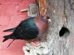 Vinkduiven vinkduif (nog één koppeltje beschikbaar), Dieren en Toebehoren, Vogels | Duiven, Geslacht onbekend