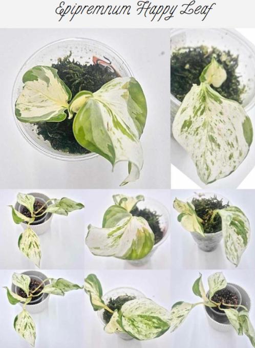 Epipremnum Happy Leaf, Huis en Inrichting, Kamerplanten, Groene kamerplant, Ophalen of Verzenden