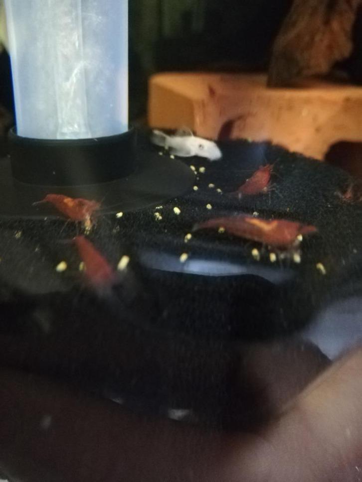 Vuurgarnalen, Dieren en Toebehoren, Vissen | Aquariumvissen, Zoetwatervis, Kreeft, Krab of Garnaal, Schoolvis