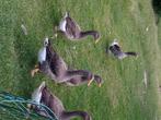 Toulousegans, Dieren en Toebehoren, April, Meerdere dieren