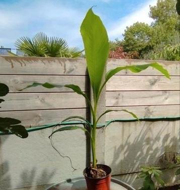 Bananenplant jonge plant van ongeveer 50cm beschikbaar voor biedingen