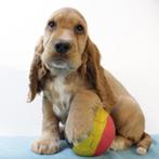 Engelse Cocker (verschillende kleuren) puppy's te koop, België, CDV (hondenziekte), 8 tot 15 weken, Meerdere
