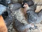 Marans cream legbar en barnevelder