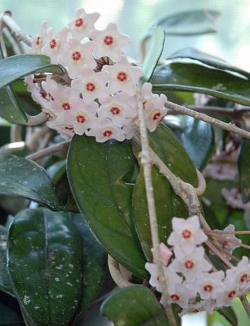 Lot de 18 plantes d'intérieur beschikbaar voor biedingen