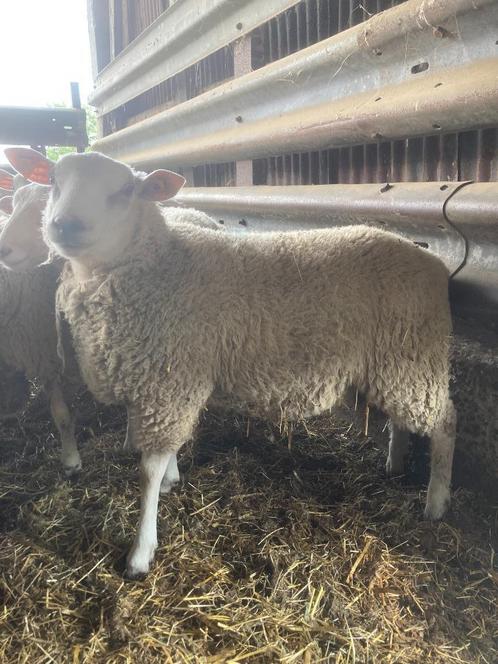 dekrammen, Dieren en Toebehoren, Schapen, Geiten en Varkens, Schaap, Mannelijk, 0 tot 2 jaar