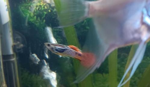 Guppy's te koop, Dieren en Toebehoren, Vissen | Aquariumvissen
