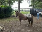 Shetlander merrie, Dieren en Toebehoren, Merrie
