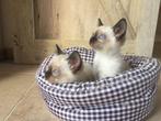 Siamese thai kittens beschikbaar, Vermifugé, Plusieurs animaux, 0 à 2 ans