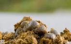 Zuivere paardenmest, Tuin en Terras, Aarde en Mest, Ophalen