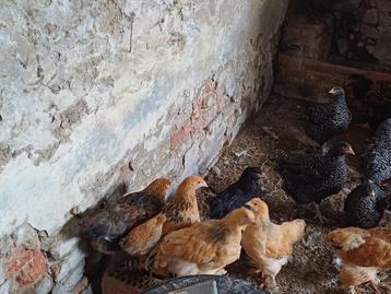 Kuikens brahma te koop beschikbaar voor biedingen