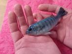 Cichlide Labeotropheus, Dieren en Toebehoren, Vissen | Aquariumvissen