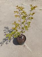 Lagerstroemia Natchez, Tuin en Terras, Planten | Tuinplanten, Ophalen of Verzenden, Zomer, Vaste plant, Volle zon