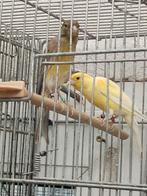 , canaris hoso japs 2025 et Raza possible lot