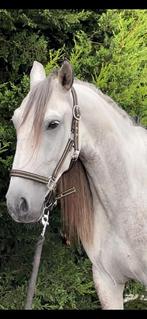 Lieve ruin 6 jaar oud zoekt gouden thuis., Dieren en Toebehoren, Paarden, Ruin, Minder dan 160 cm