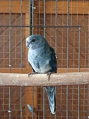 Bleu Stanley Rosella 2025, Plusieurs animaux, Perruche, Bagué
