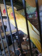 Alexander parkiet litino pop 1jaar, Dieren en Toebehoren, Parkiet