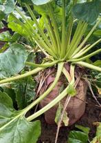 Voederbieten, Zakelijke goederen, Ophalen