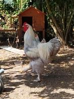 Brahma haan, Dieren en Toebehoren, Pluimvee