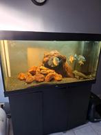 Rio 350, Dieren en Toebehoren, Ophalen, Zo goed als nieuw