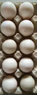 Broedeieren Indische Loopeenden, Dieren en Toebehoren